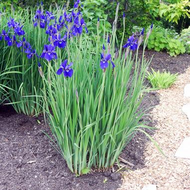 Iris sibirica 'Caesar's Brother'