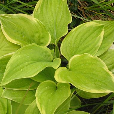 Hosta 'Fragrant Bouquet'