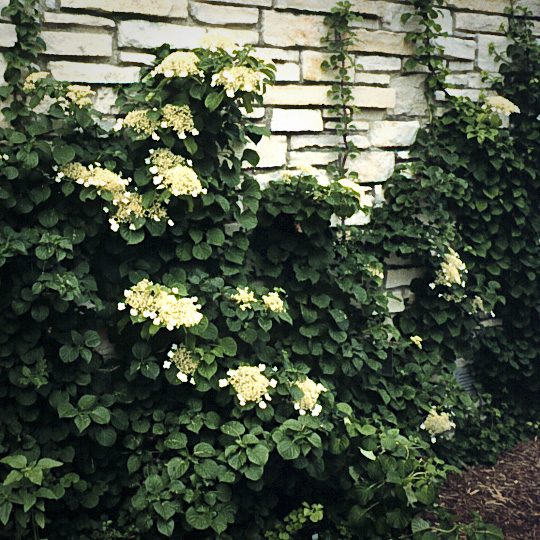 Hydrangea anomala ssp. petiolaris