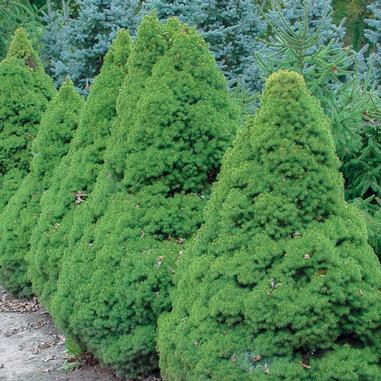 Picea glauca 'Conica'