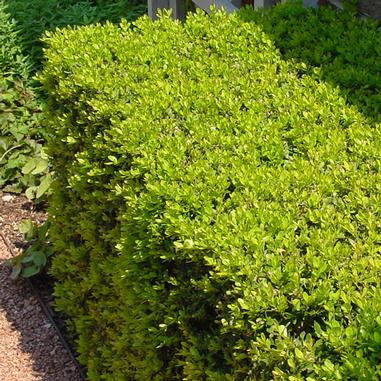 Buxus 'Glencoe'