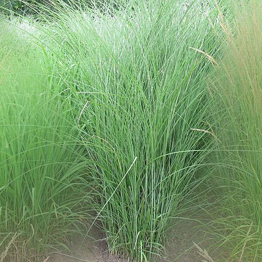 Miscanthus sinensis 'Gracillimus'