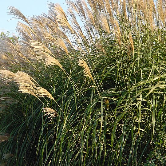 Miscanthus sinensis 'Silberfeder'