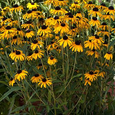 Rudbeckia fulgida 'Goldsturm'