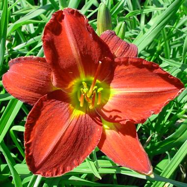 Hemerocallis 'Chicago Apache'