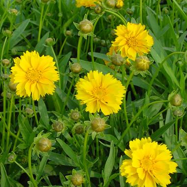 Coreopsis grandiflora 'Sunray'