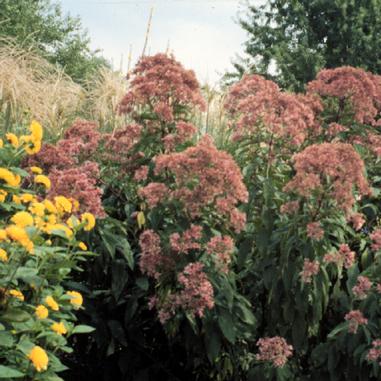 Eupatorium maculatum 'Gateway'