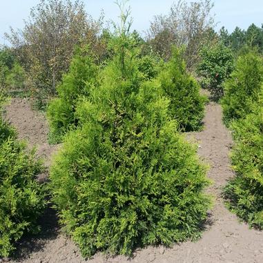 Thuja occidentalis 'Brabant'