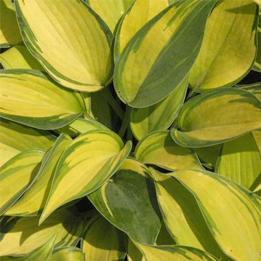 Hosta 'June'