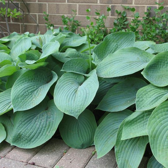Hosta 'Elegans'