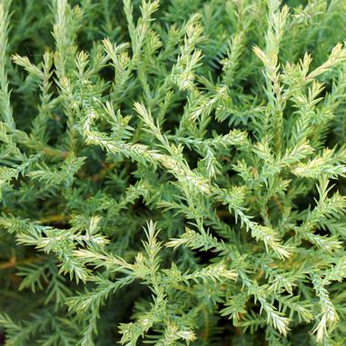 Thuja occidentalis 'Linesville'