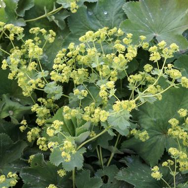 Alchemilla mollis