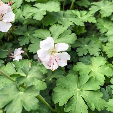 Geranium x cantabrigiense 'Biokovo'