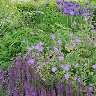 Geranium x 'Johnson's Blue'