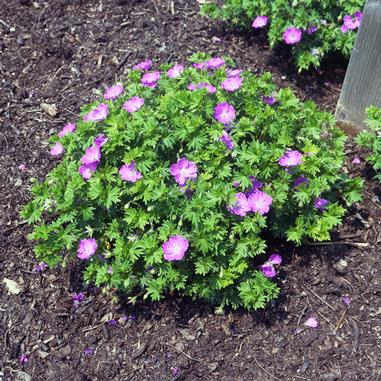 Geranium sanguineum 'Max Frei'