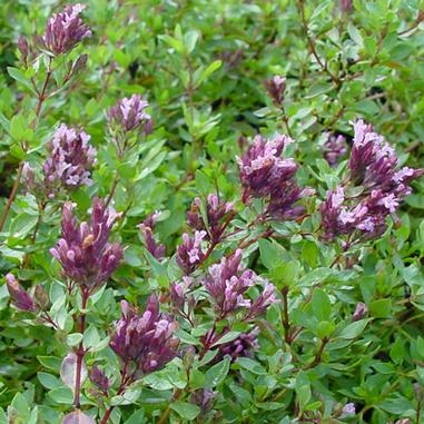 Origanum laevigatum 'Herrenhaussen'