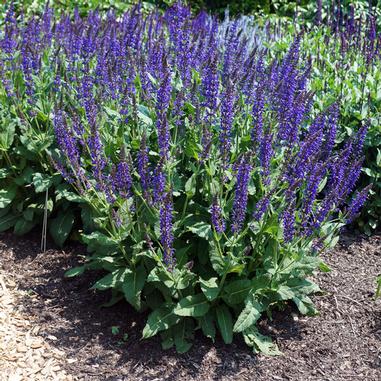 Salvia nemorosa 'May Night'
