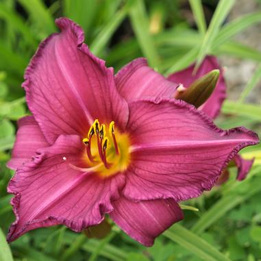 Hemerocallis 'Summer Wine'