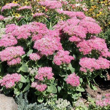 Sedum spectabile 'Neon'