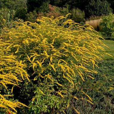 Solidago rugosa 'Fireworks'