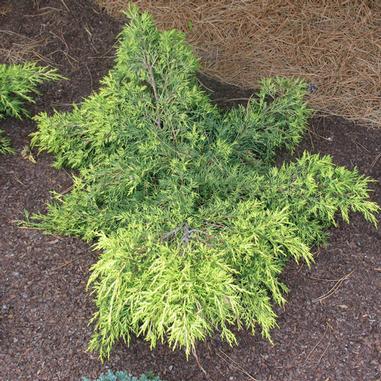 Juniperus chinensis 'Gold Lace'