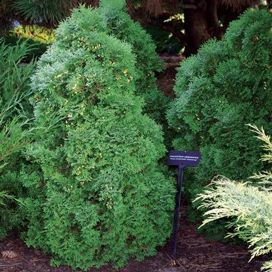 Thuja occidentalis 'Holmstrup'