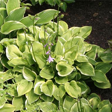 Hosta 'Golden Tiara'
