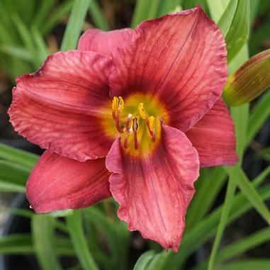 Hemerocallis 'Rosy Returns'