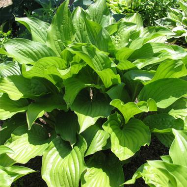 Hosta 'Royal Standard'