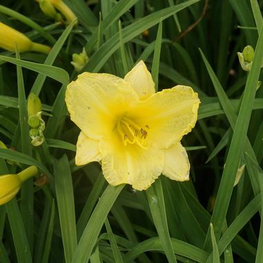 Hemerocallis 'Happy Returns'
