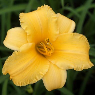 Hemerocallis 'Apricot Sparkles'