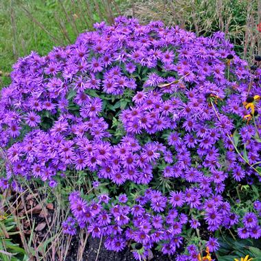 Symphyotrichum novae-angliae 'Purple Dome'