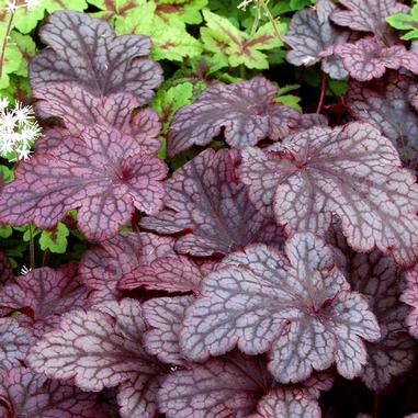 Heuchera 'Plum Pudding'