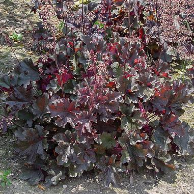 Heuchera 'Purple Petticoats'