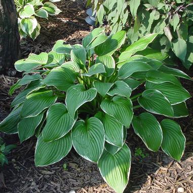 Hosta 'Francee'