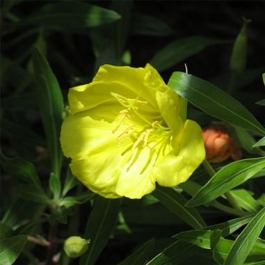 Oenothera macrocarpa