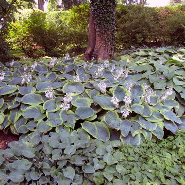 Hosta 'Frances Williams'