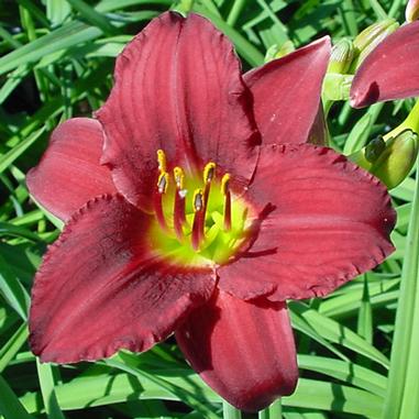 Hemerocallis 'Pardon Me'