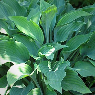 Hosta 'Krossa Regal'