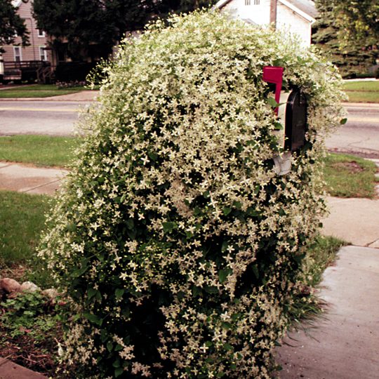 Clematis terniflora