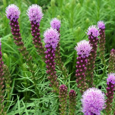 Liatris spicata 'Kobold'