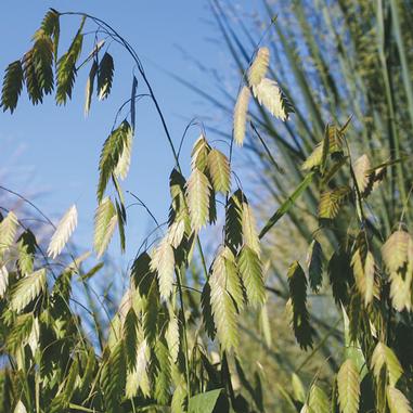 Chasmanthium latifolium