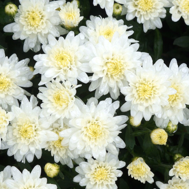 Chrysanthemum White Chrysanthemum White
