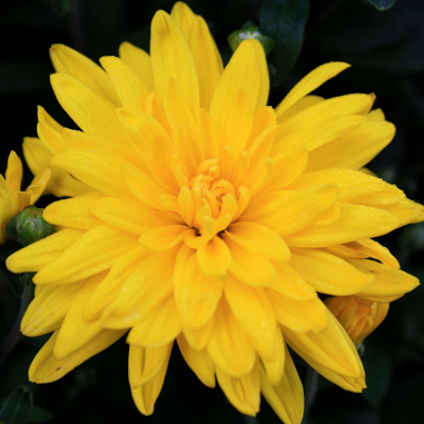 Chrysanthemum Yellow Chrysanthemum Yellow