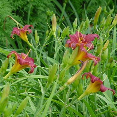 Hemerocallis 'Little Wine Cup'