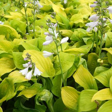 Hosta 'August Moon'