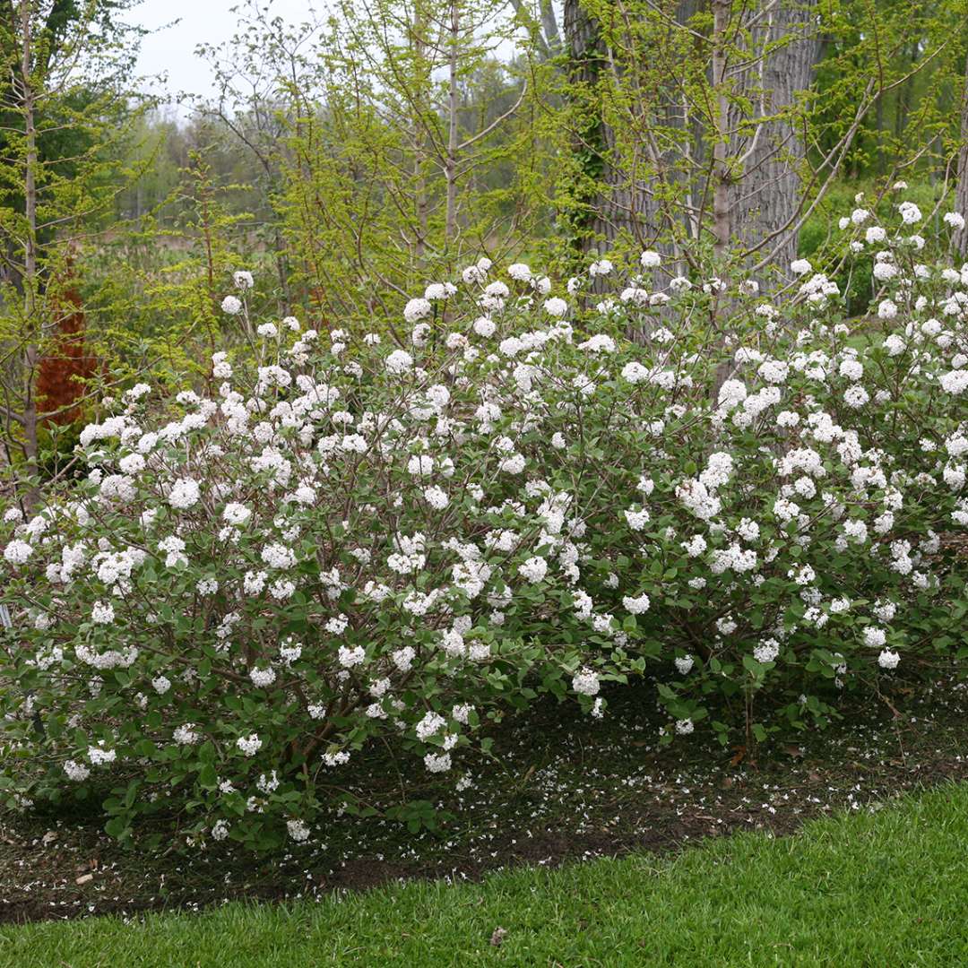 Viburnum carlesii