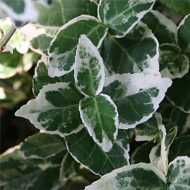 Euonymus fortunei 'Emerald Gaiety'