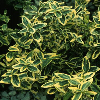Euonymus fortunei 'Emerald 'n' Gold'