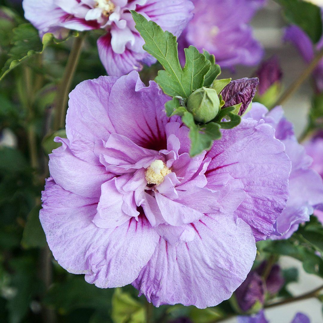 Hibiscus syriacus 'Notwoodone'